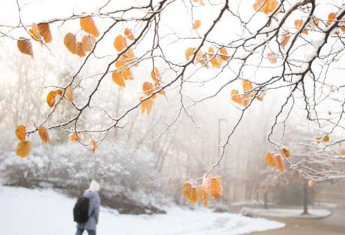 Snow-covered branch with yellow leaves and person walking in the background